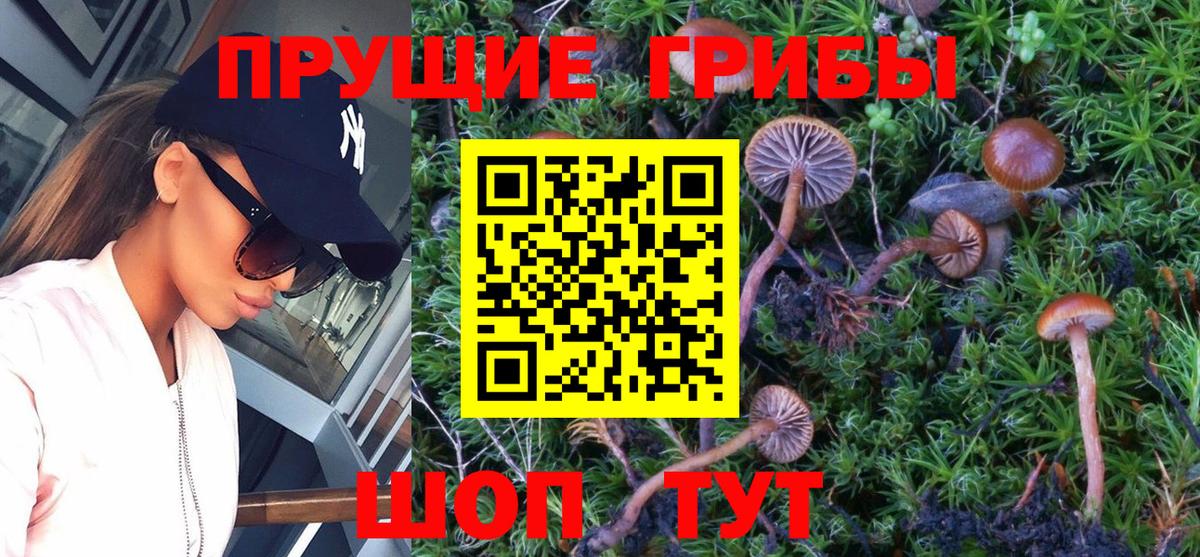 Псилоцибиновые грибы Cubensis Всеволожск